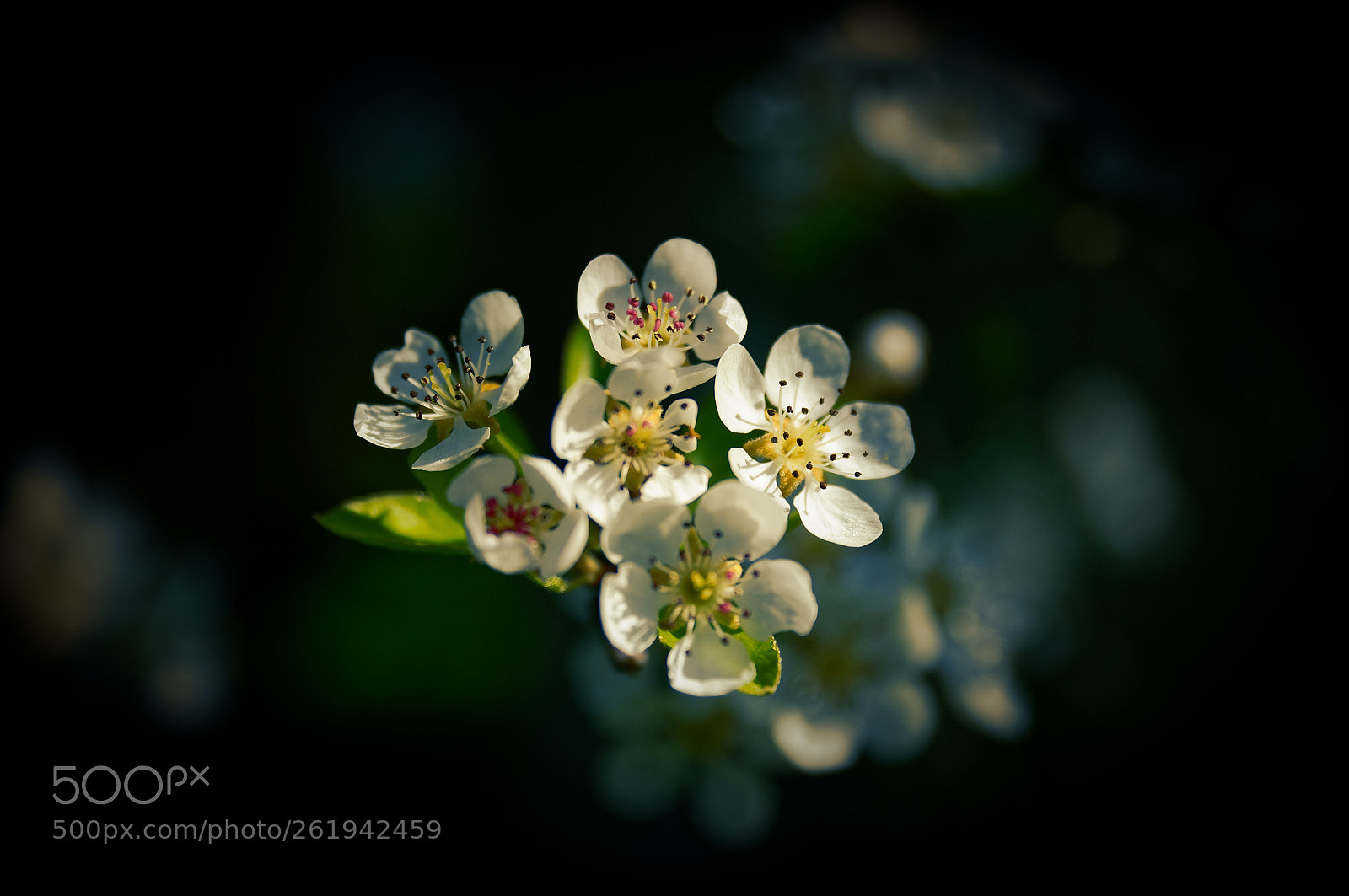 Nikon D700 sample photo. Fleurs de cerisier en photography