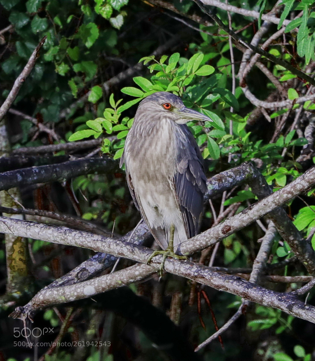 Canon EOS-1D X Mark II sample photo. 06-12-18-0022357.jpg photography