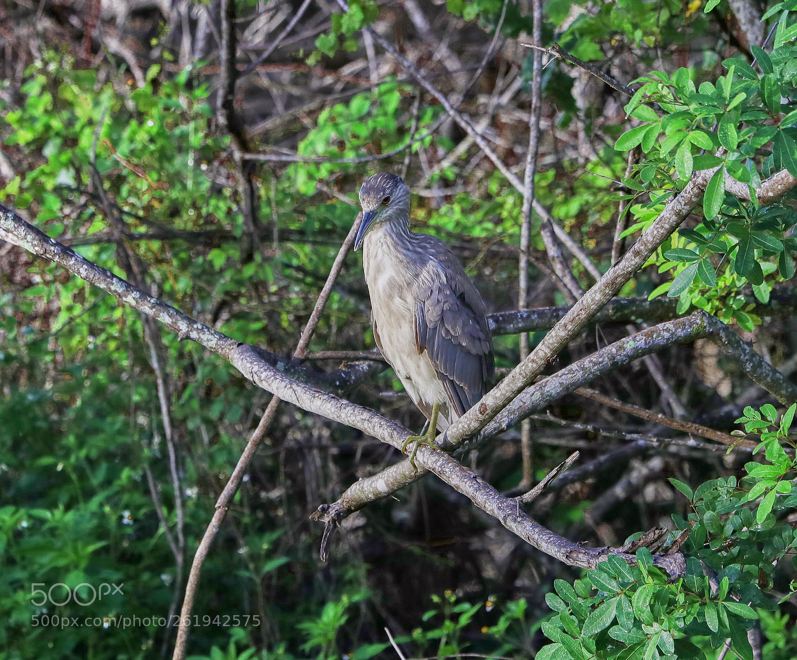 Canon EOS-1D X Mark II sample photo. 06-12-18-0022351.jpg photography
