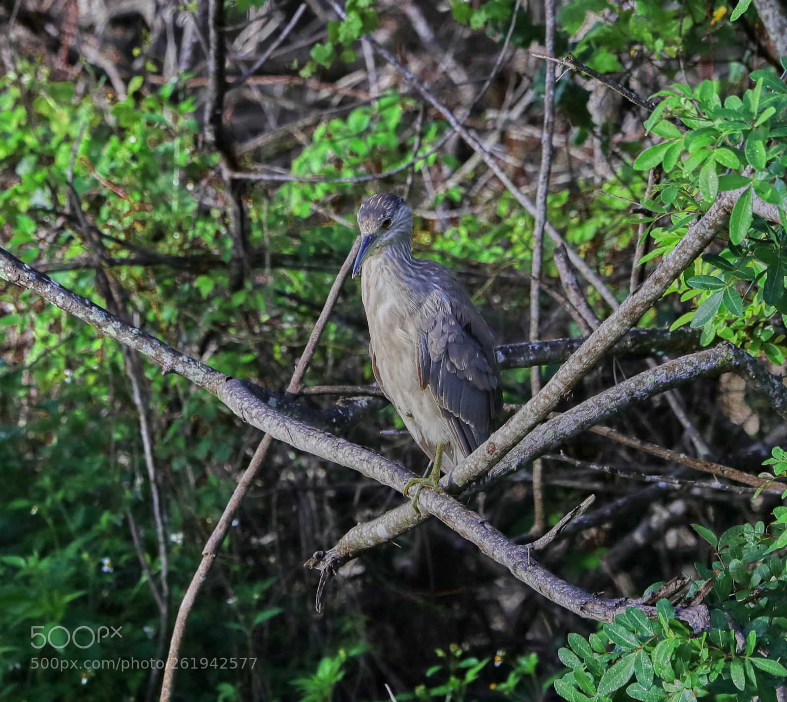 Canon EOS-1D X Mark II sample photo. 06-12-18-0022352.jpg photography