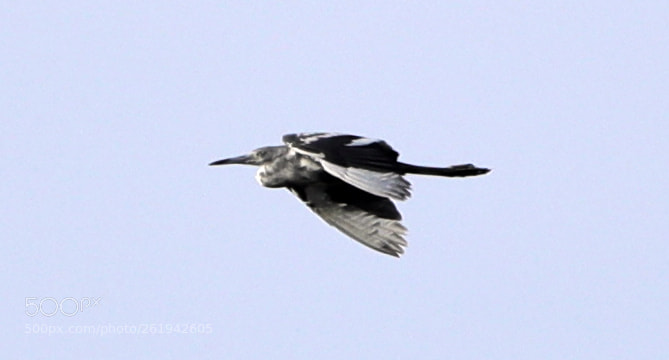 Canon EOS-1D X Mark II sample photo. 06-12-18-0022305.jpg photography