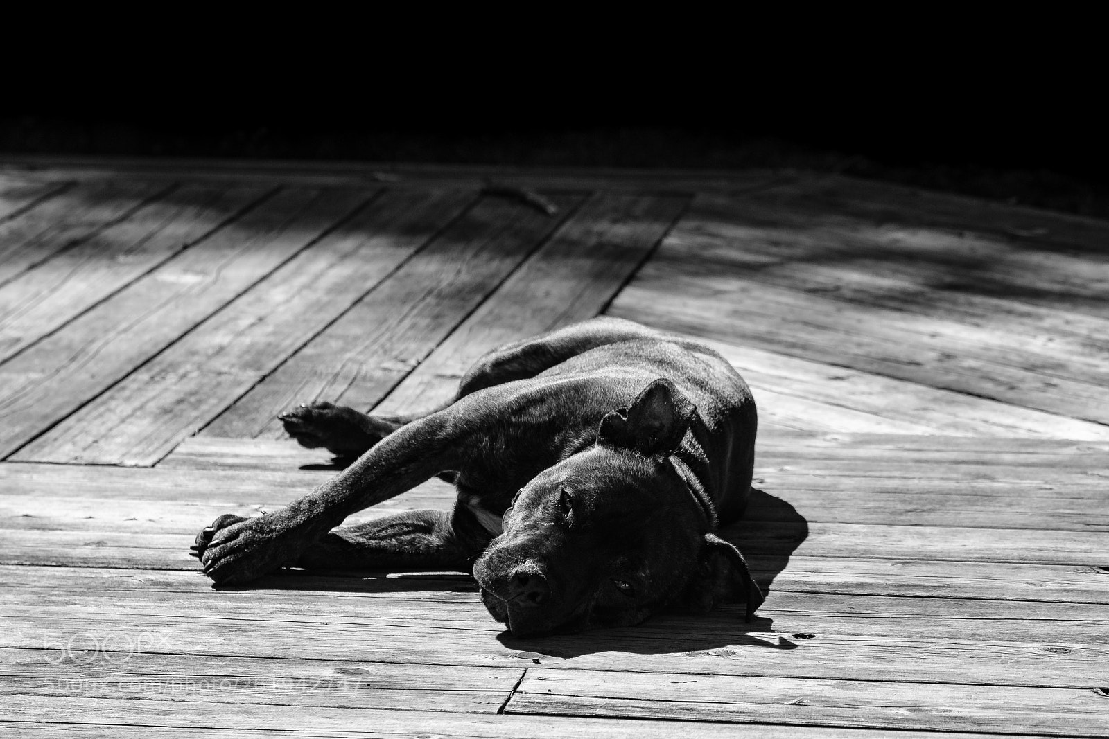 Fujifilm X-T20 sample photo. Sleeping dog photography