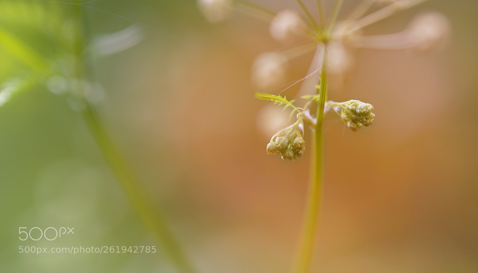 Sony a7R II sample photo. Die natur der seele photography