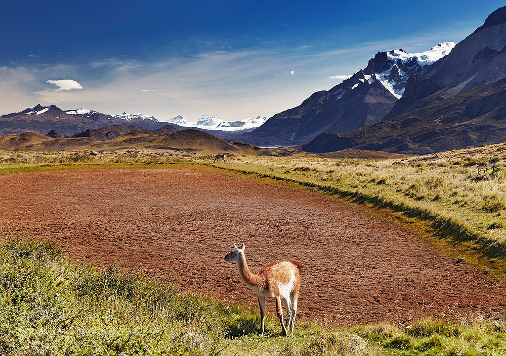 Canon EOS 5D Mark II sample photo. Torres del paine, chile photography