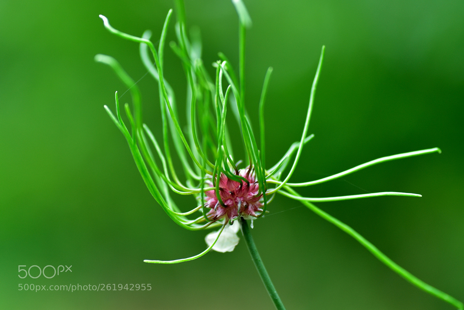 Nikon D750 sample photo. A wild flower photography