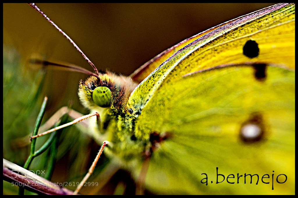 Nikon D90 sample photo. Mariposa photography