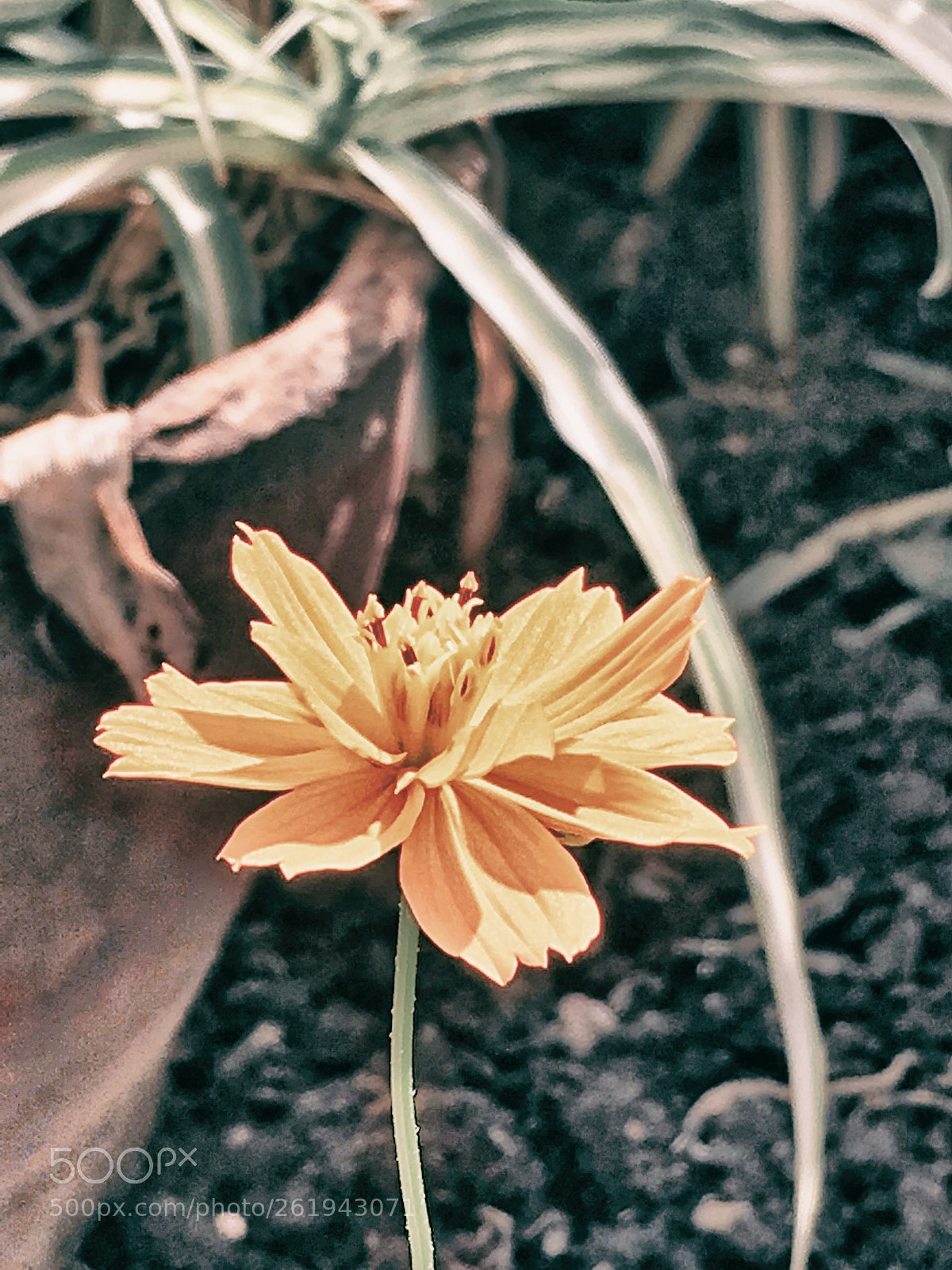 Apple iPhone SE sample photo. Here i come photography
