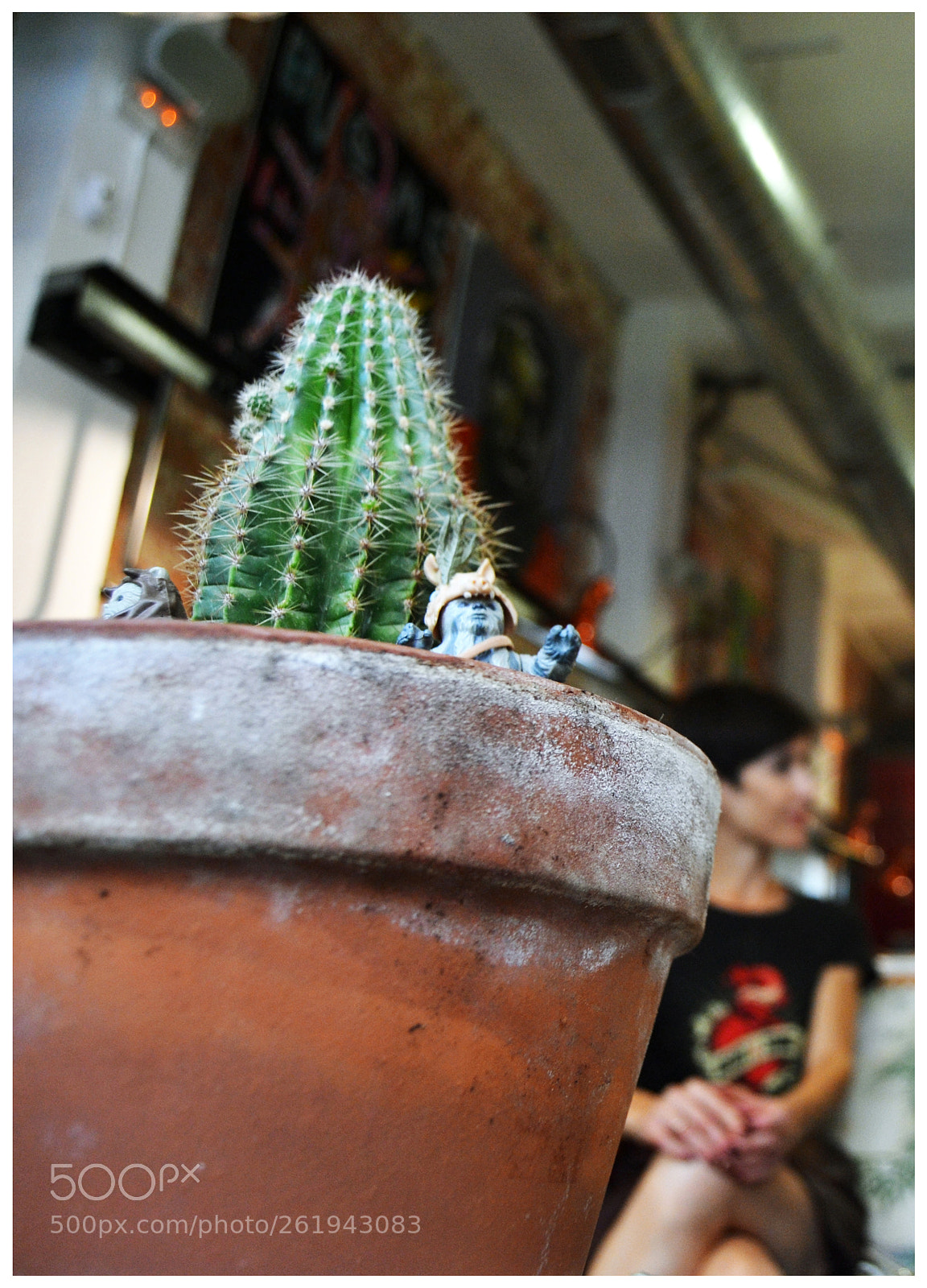 Nikon D3100 sample photo. Cactus photography
