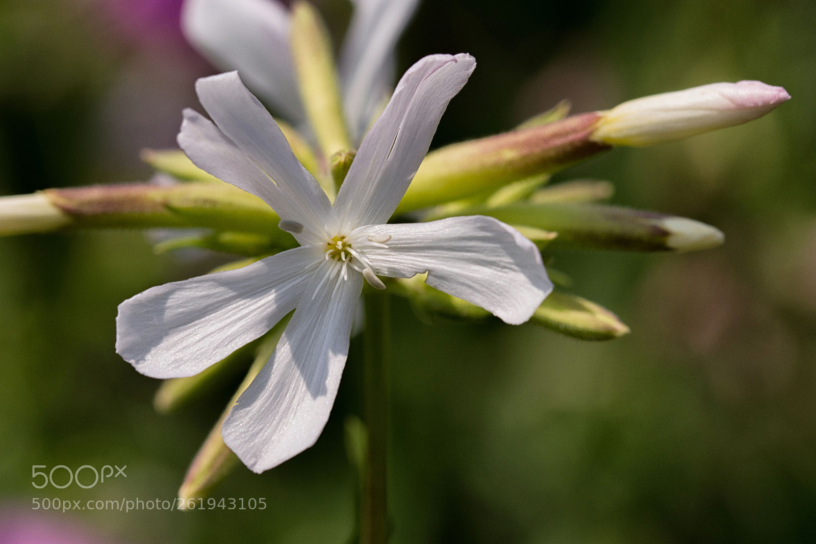 Nikon D7200 sample photo. Lichtnelke photography