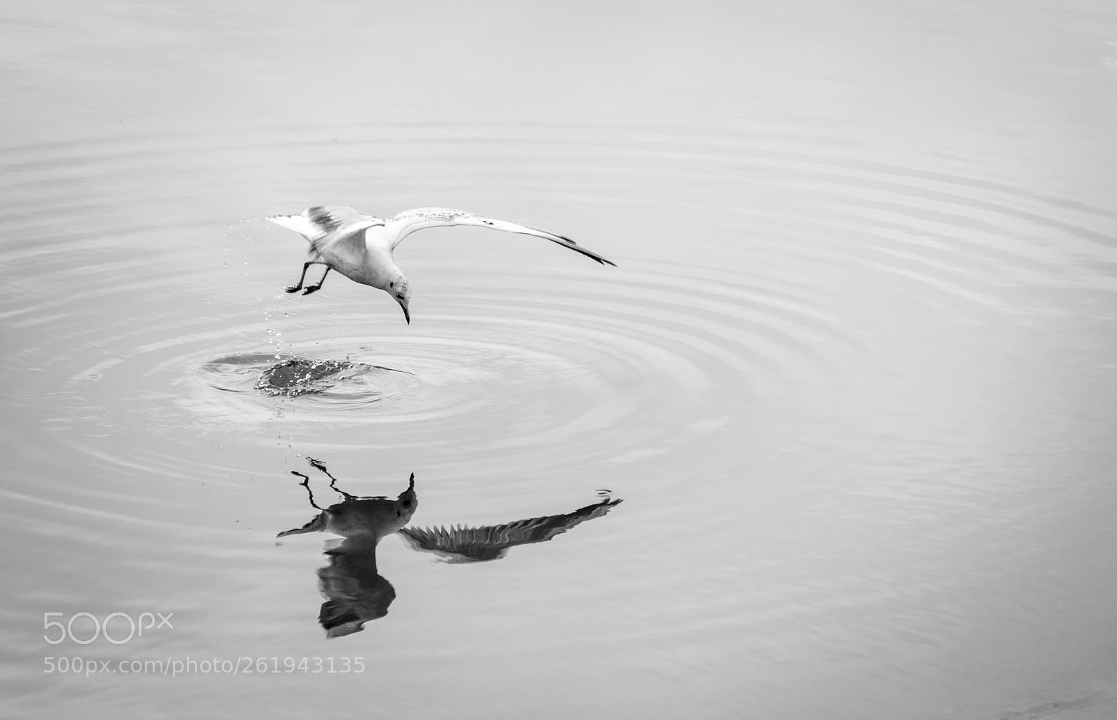 Nikon D300S sample photo. Reflejo photography