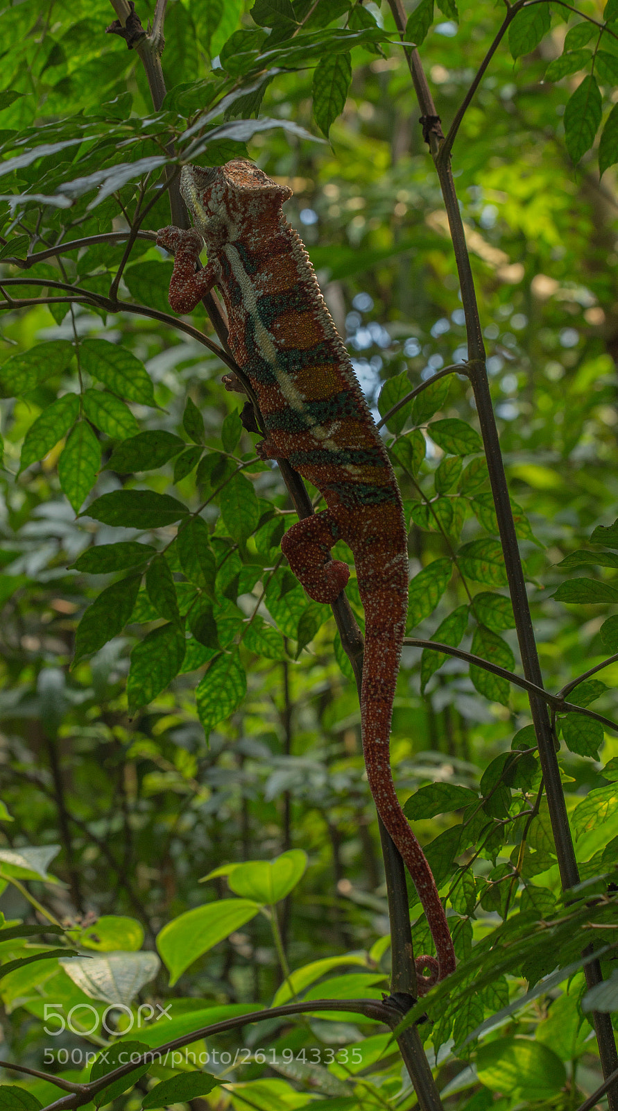 Canon EOS 6D sample photo. Masoala rainforest zoo zurich photography