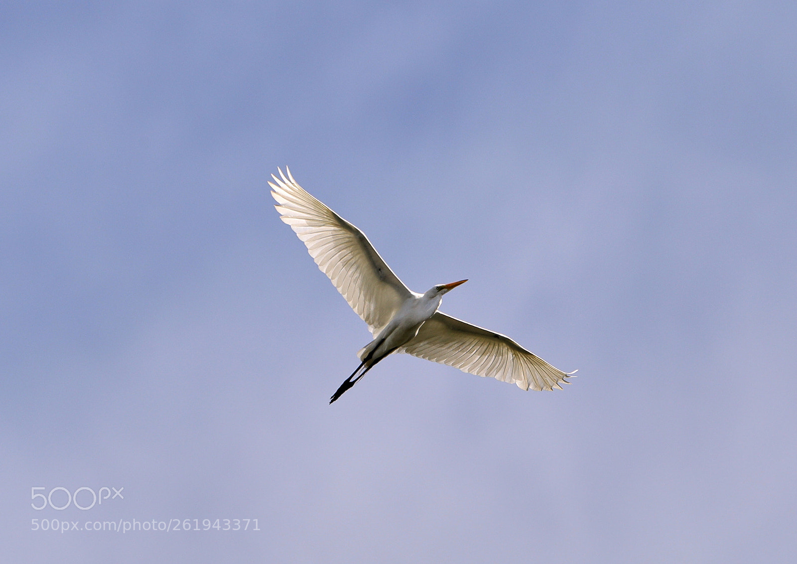 Canon EOS-1D X Mark II sample photo. 06-12-18-0022245.jpg photography