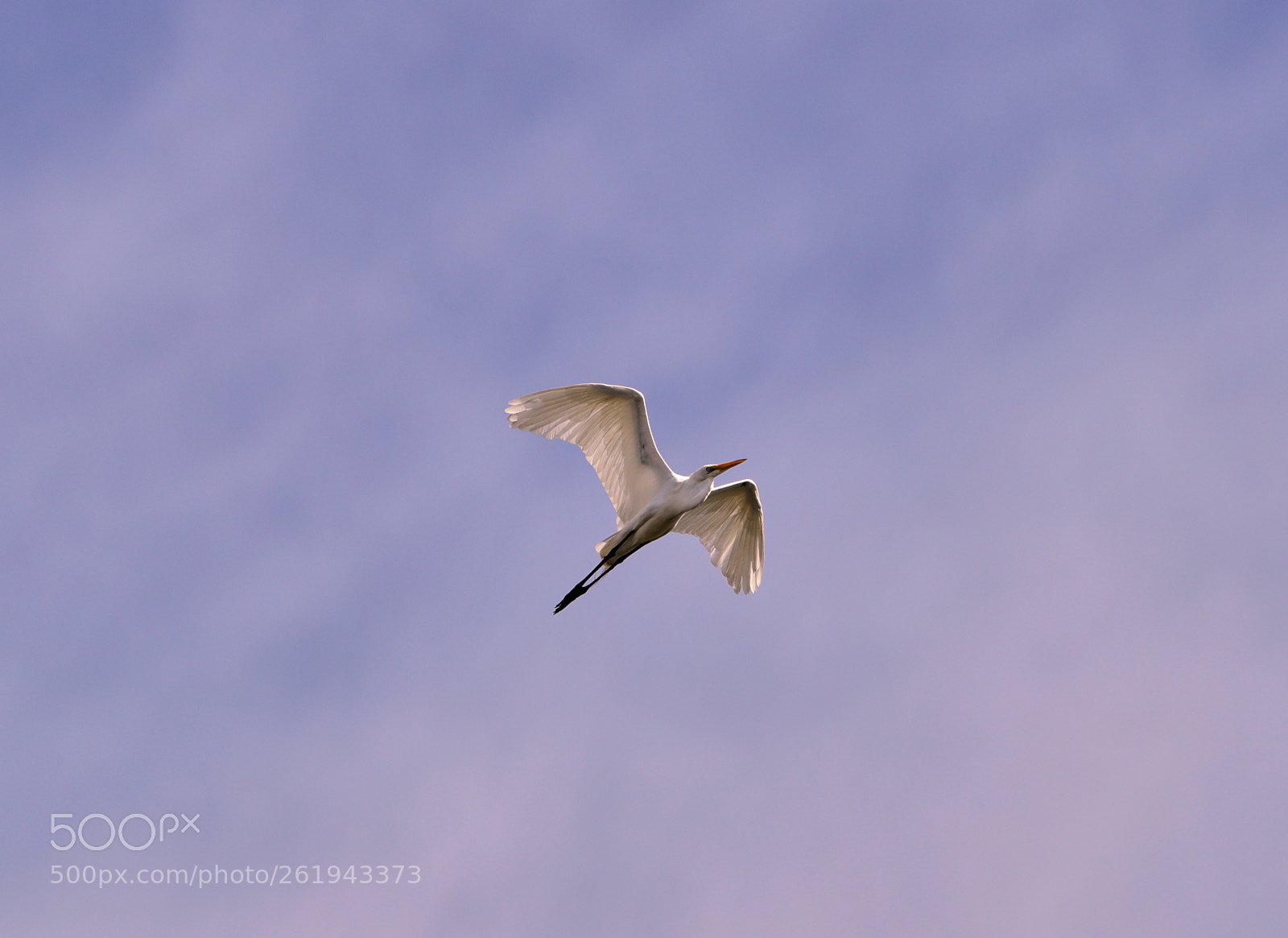 Canon EOS-1D X Mark II sample photo. 06-12-18-0022244.jpg photography