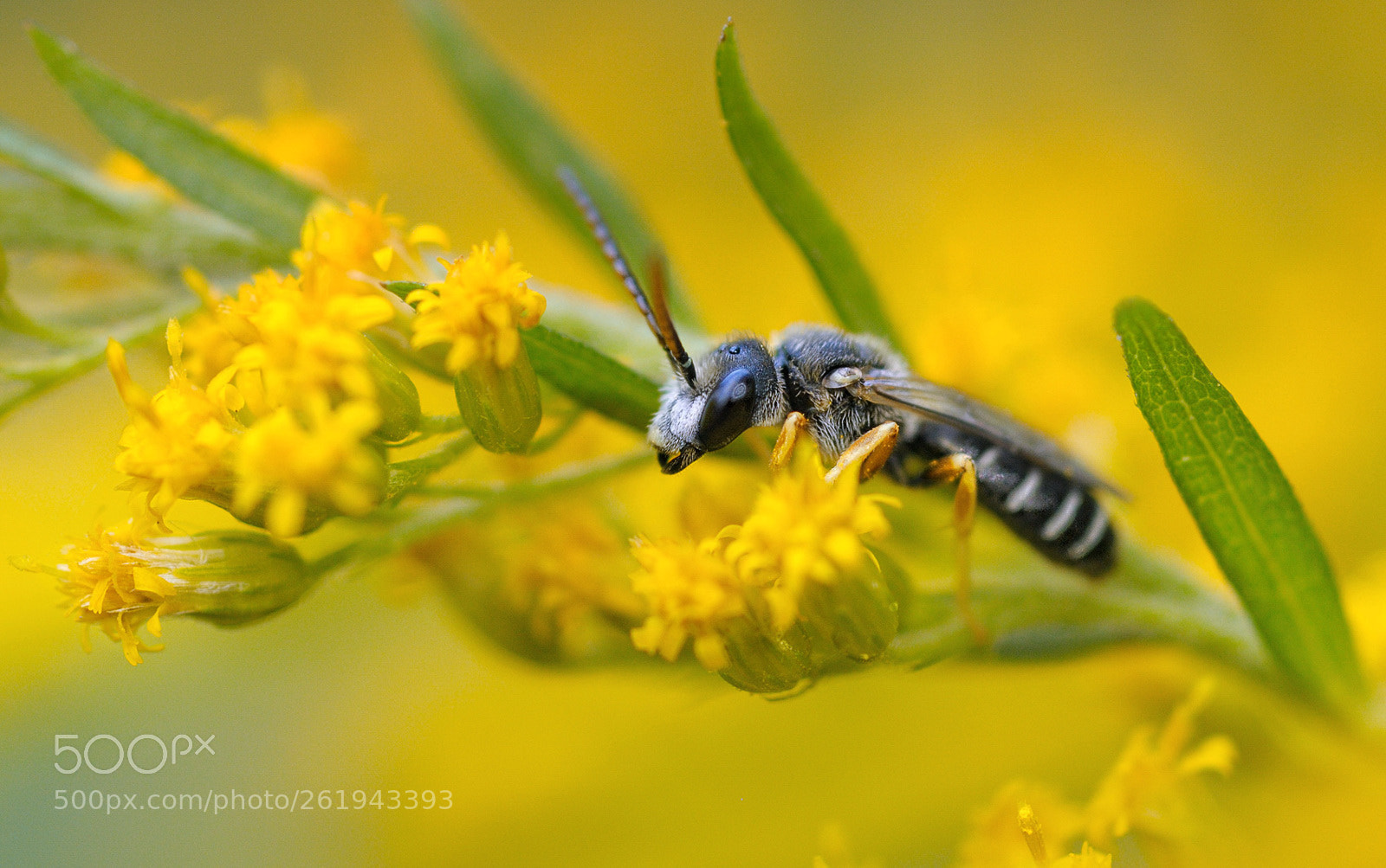 Nikon D300S + Nikon AF Micro-Nikkor 60mm F2.8D sample photo. Lb photography