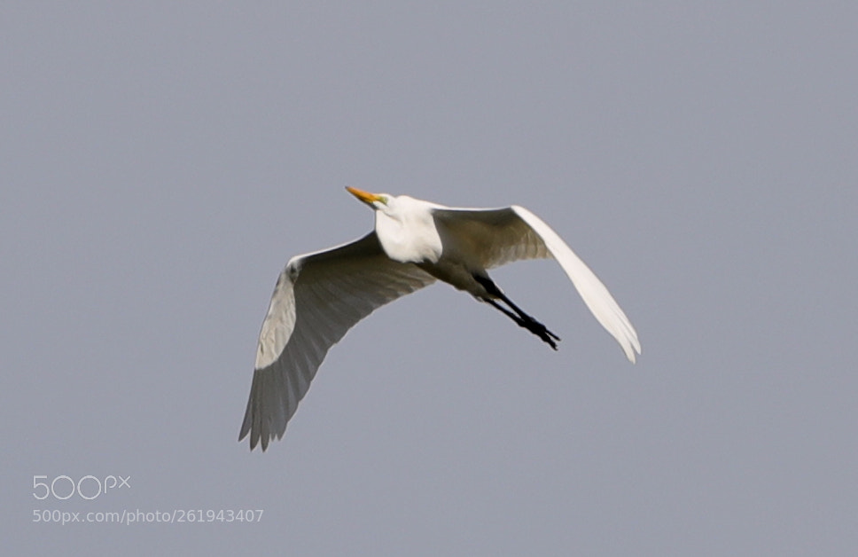 Canon EOS-1D X Mark II sample photo. 06-12-18-0022242.jpg photography