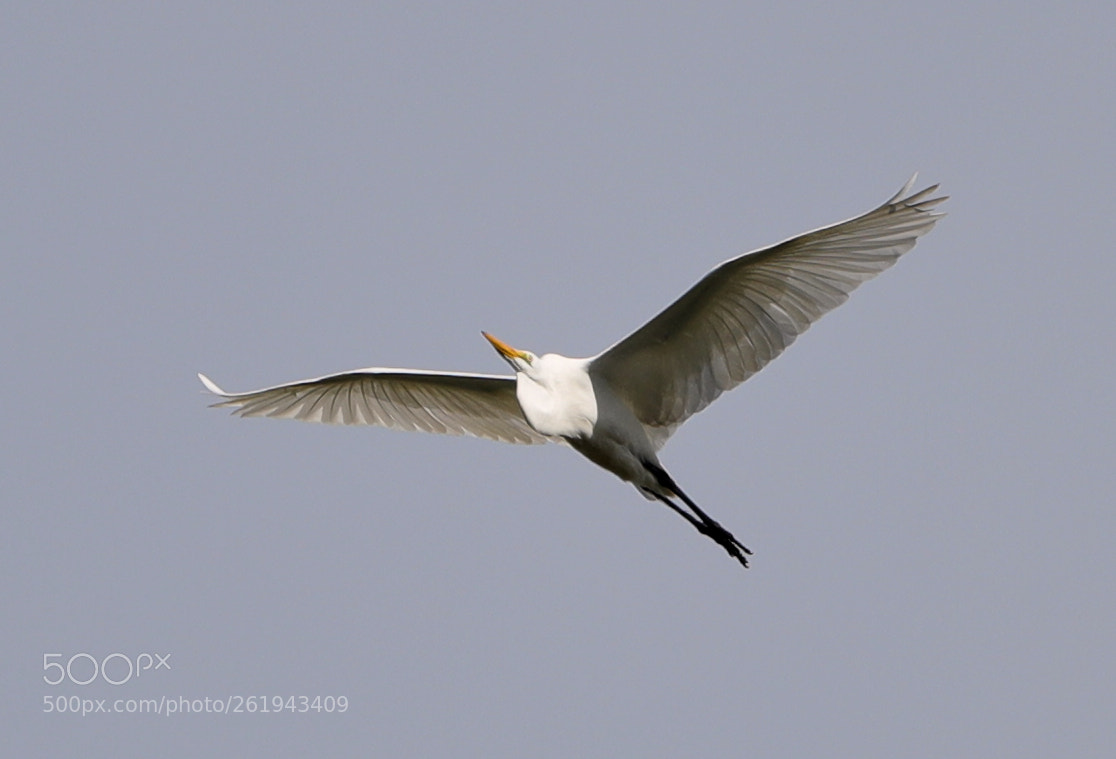 Canon EOS-1D X Mark II sample photo. 06-12-18-0022240.jpg photography