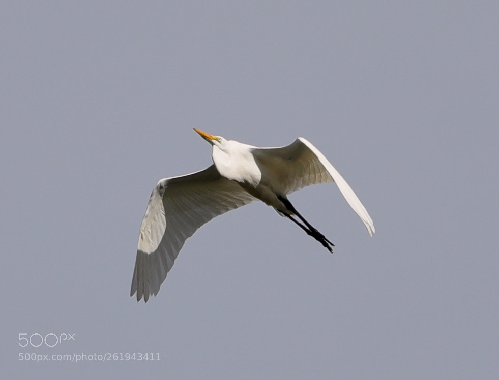 Canon EOS-1D X Mark II sample photo. 06-12-18-0022241.jpg photography