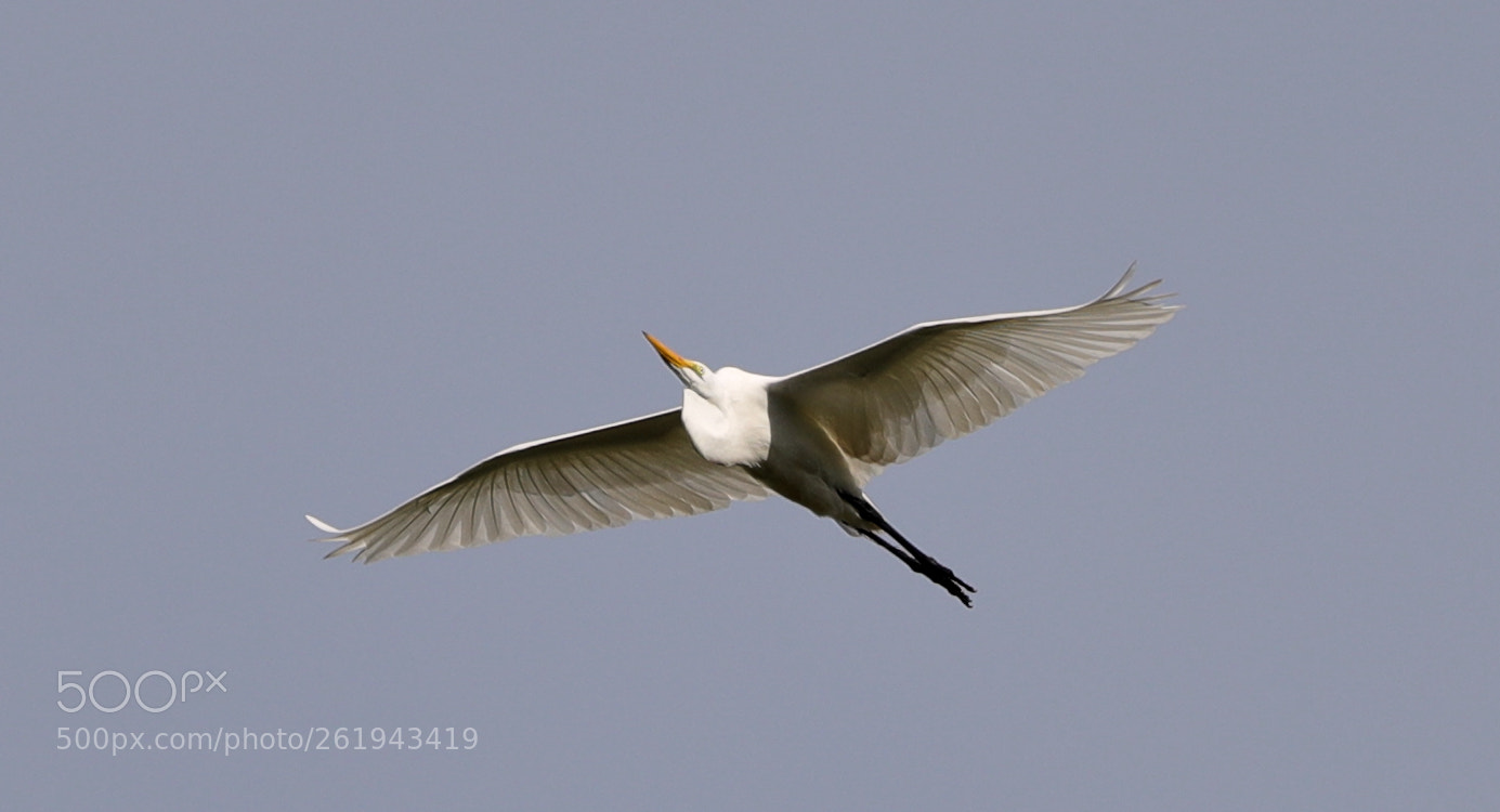 Canon EOS-1D X Mark II sample photo. 06-12-18-0022239.jpg photography