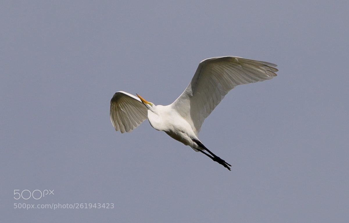 Canon EOS-1D X Mark II sample photo. 06-12-18-0022238.jpg photography
