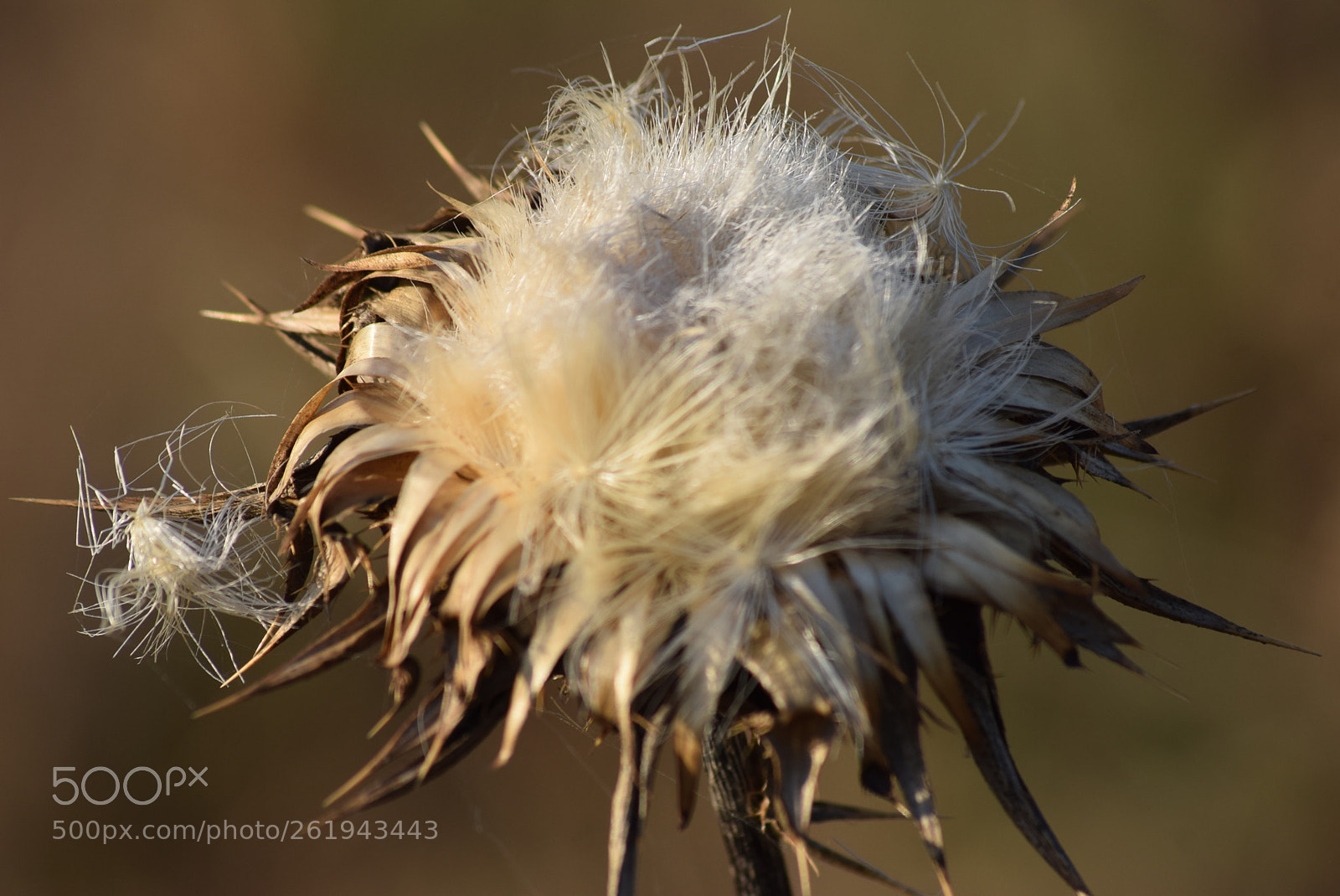 Sigma 70-300mm F4-5.6 APO DG Macro sample photo. Thistle photography