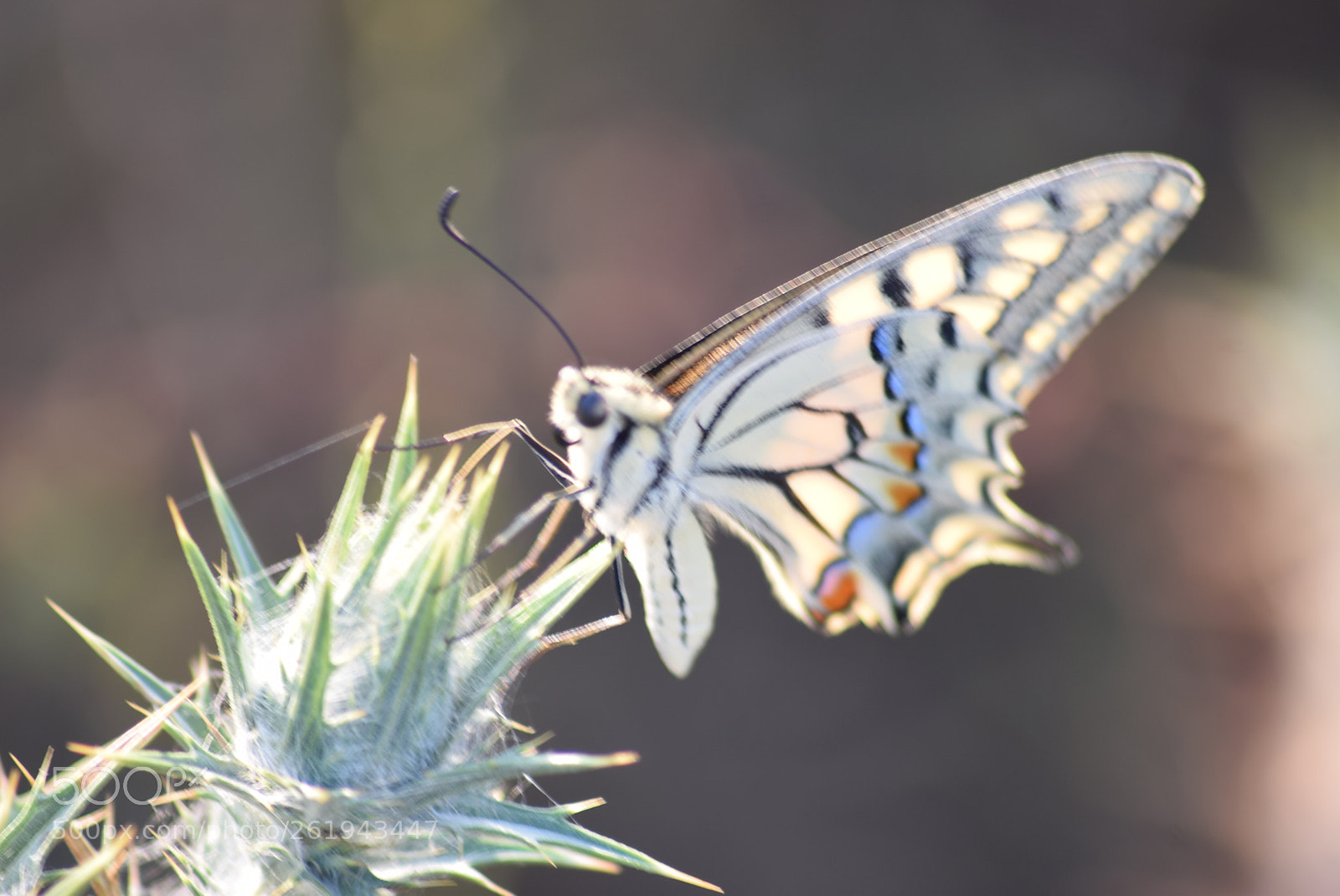 Sigma 70-300mm F4-5.6 APO DG Macro sample photo. Swallowtail photography