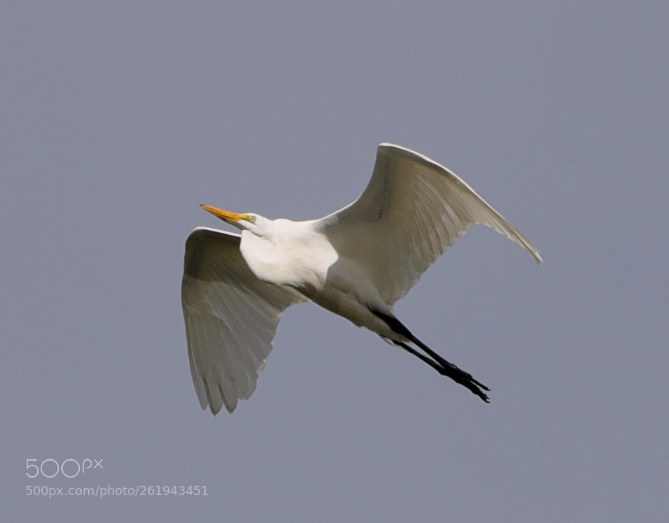 Canon EOS-1D X Mark II sample photo. 06-12-18-0022236.jpg photography