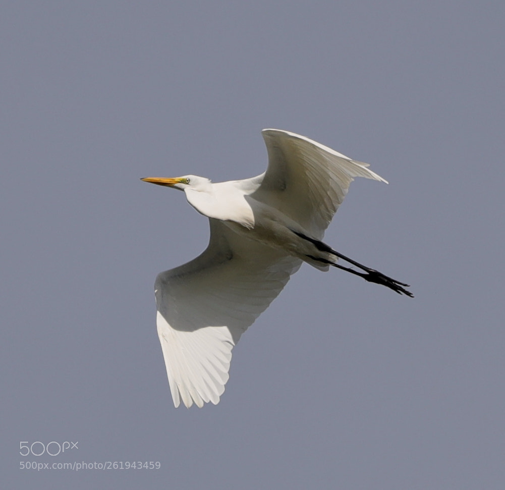 Canon EOS-1D X Mark II sample photo. 06-12-18-0022234.jpg photography