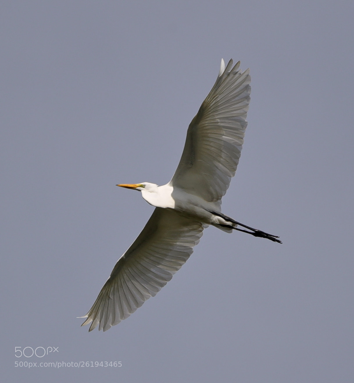 Canon EOS-1D X Mark II sample photo. 06-12-18-0022233.jpg photography