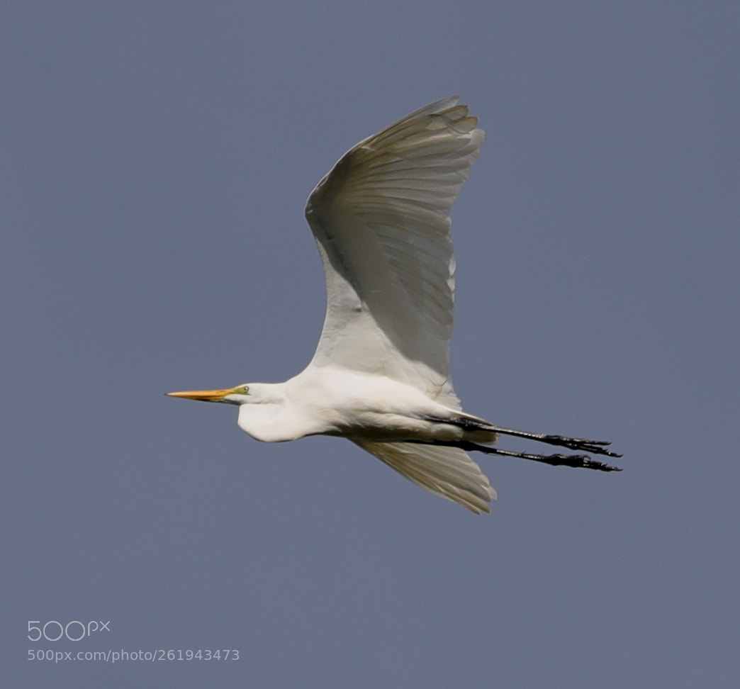 Canon EOS-1D X Mark II sample photo. 06-12-18-0022229.jpg photography