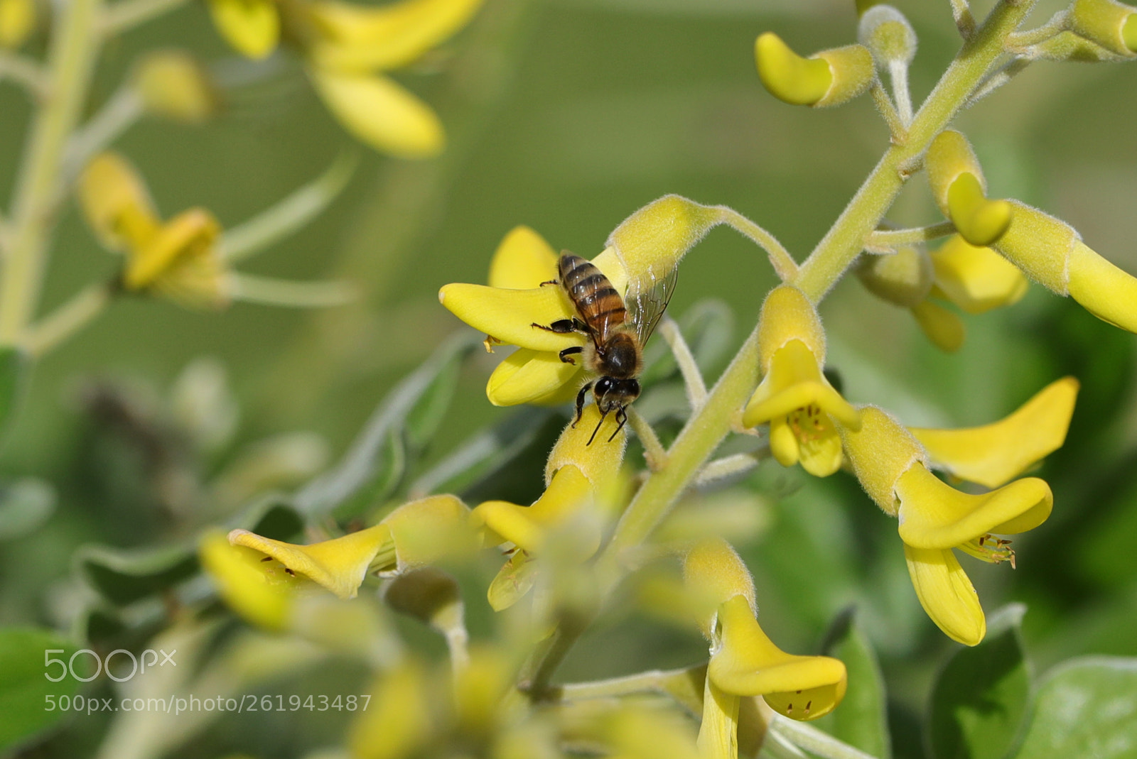 Canon EOS-1D X Mark II sample photo. 06-12-18-0022224.jpg photography