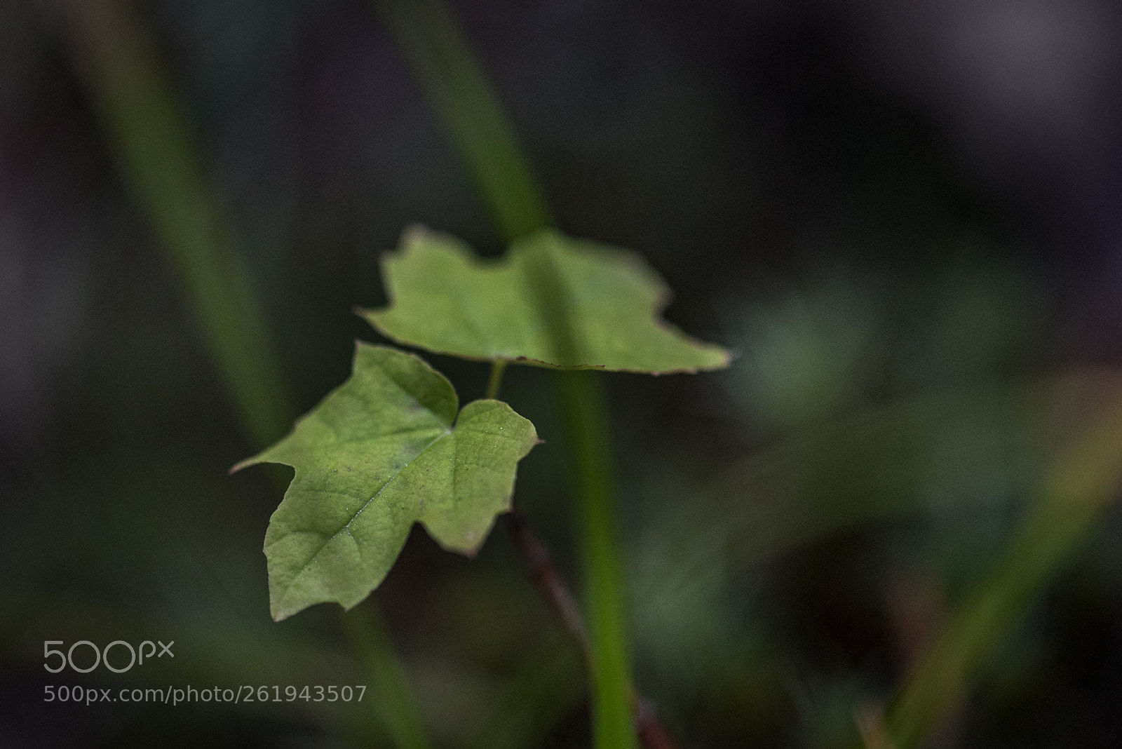 Nikon D750 sample photo. Untitled photography