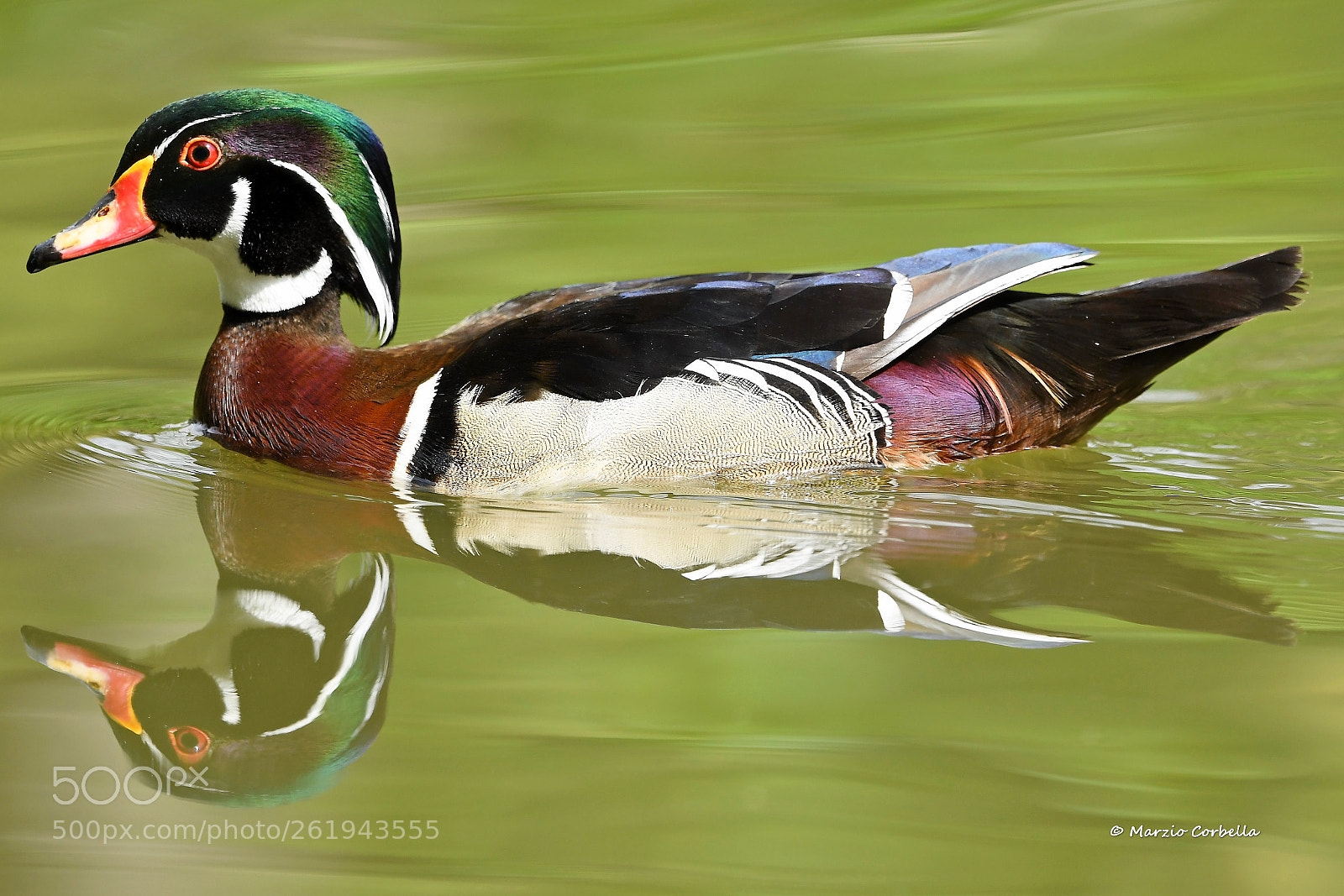 Nikon AF-S Nikkor 500mm F4E FL ED VR sample photo. United colors of nature photography