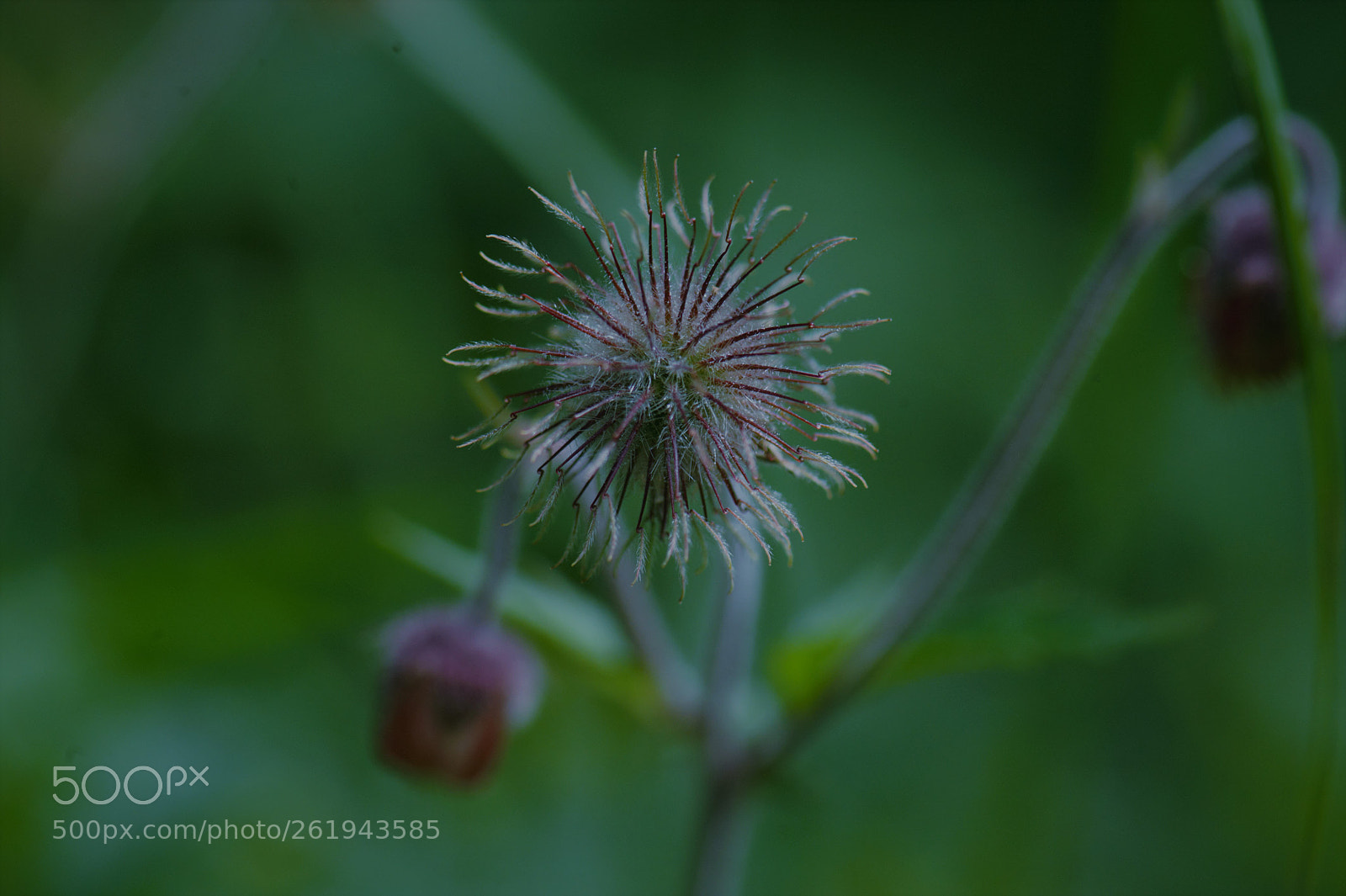 Nikon D700 sample photo. A small plant in photography