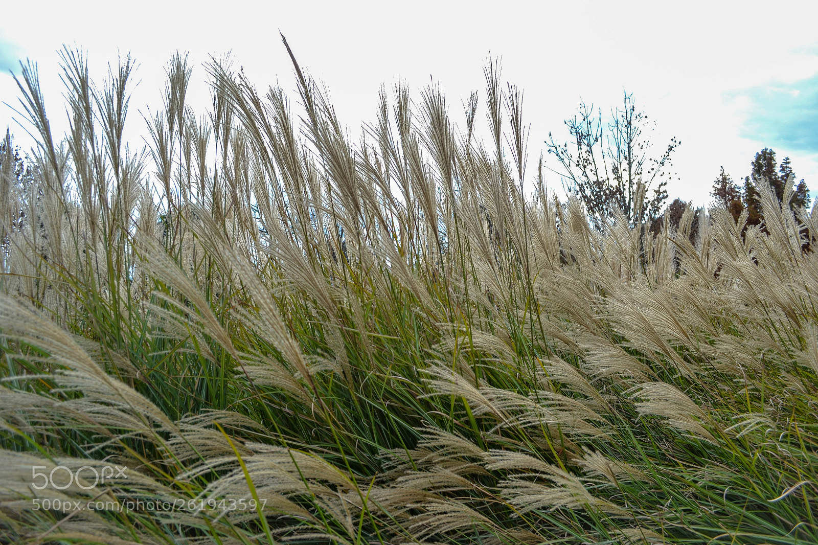 Nikon D3100 sample photo. Maiden grass photography