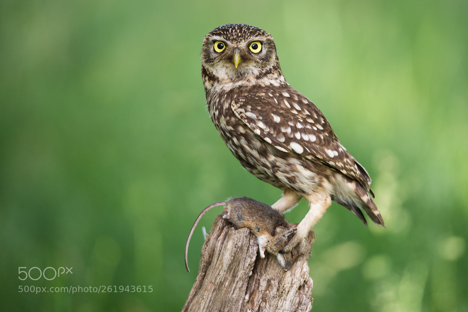 Nikon D810 sample photo. Little owl with mouse photography
