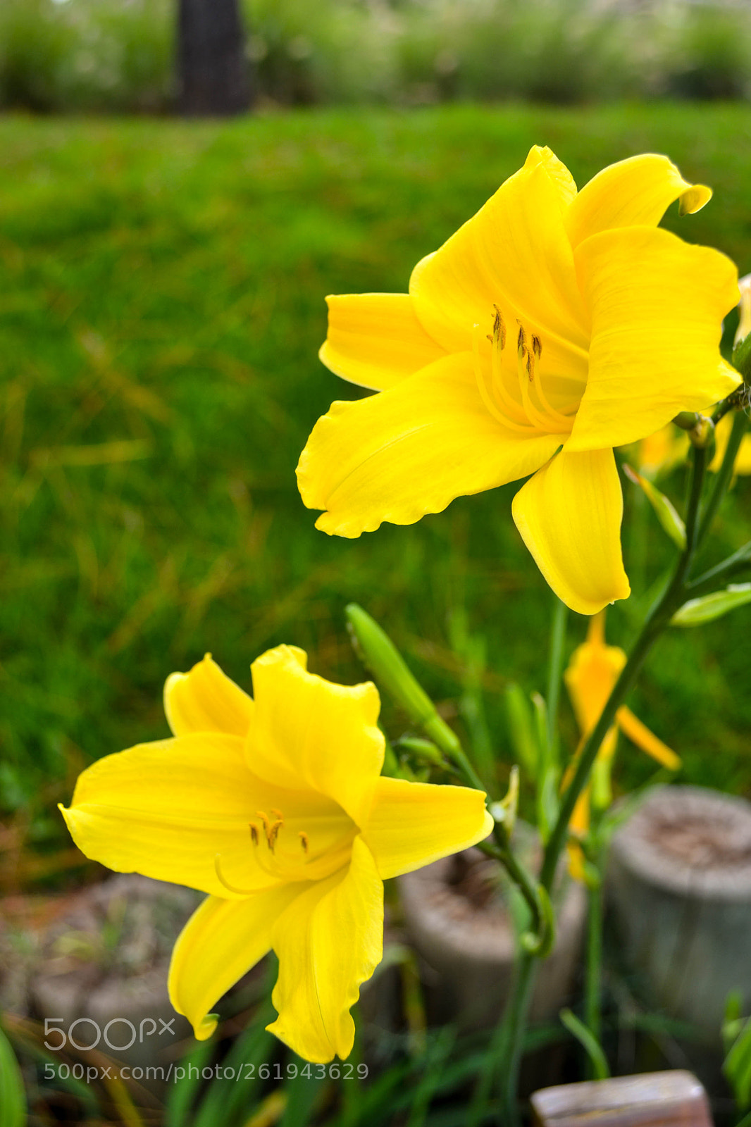 Nikon D3100 sample photo. Yellow flowers photography