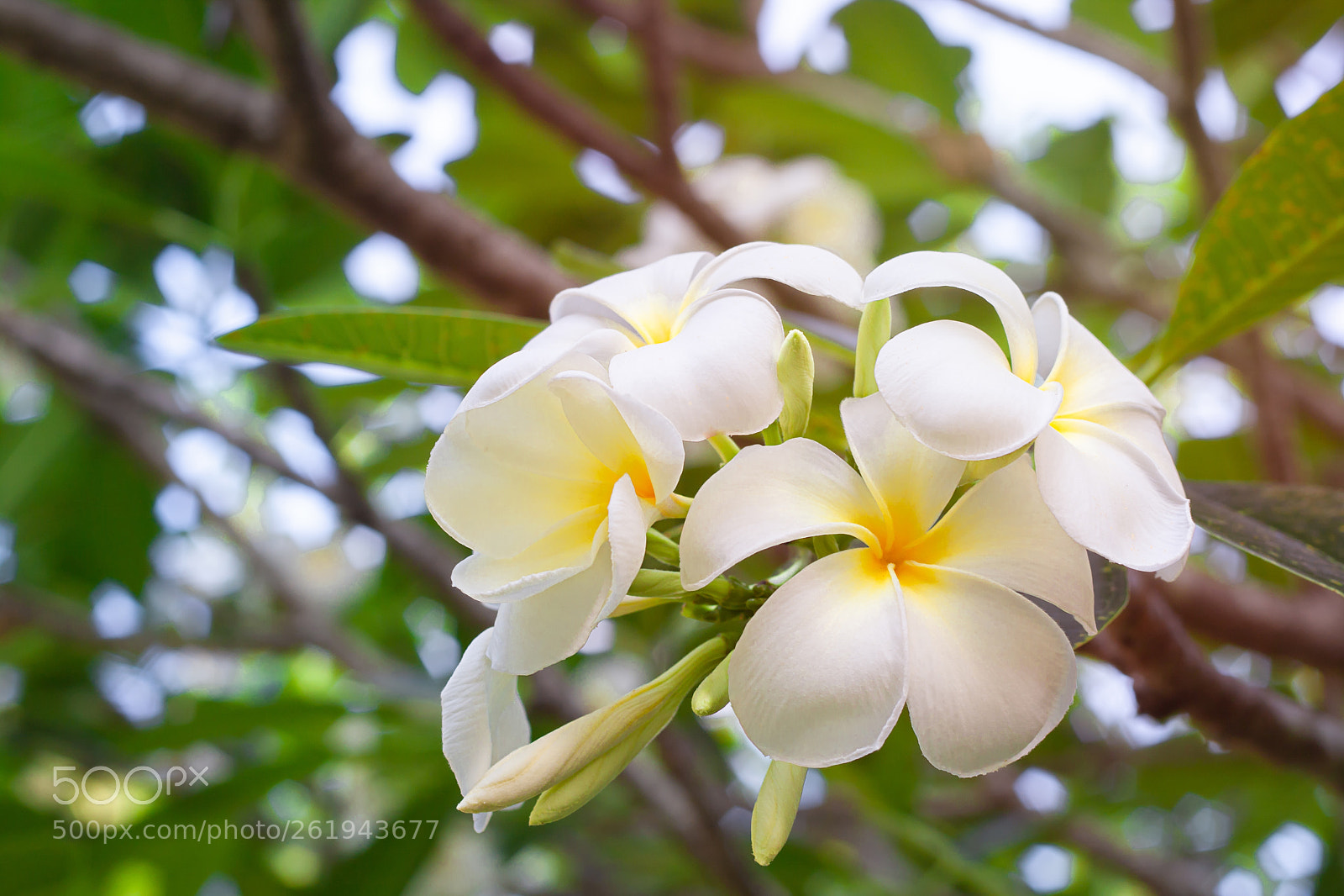 Canon EOS 40D sample photo. Plumeria flowers are white photography