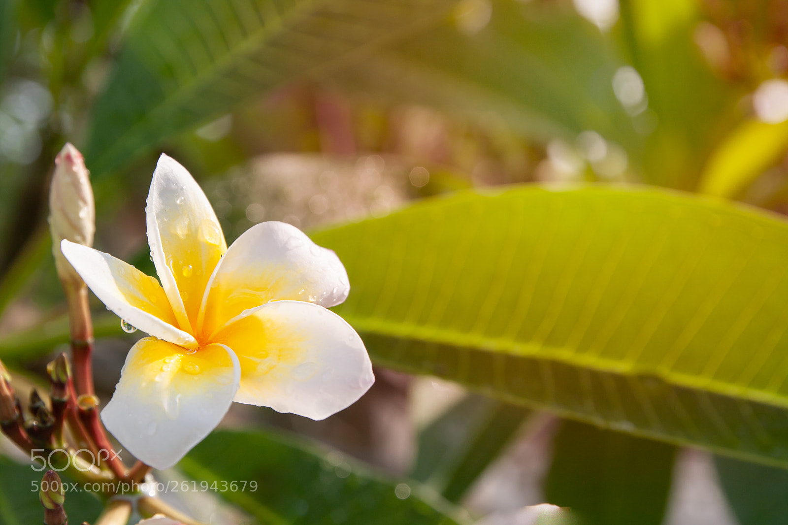 Canon EOS 40D sample photo. Plumeria flowers are white photography