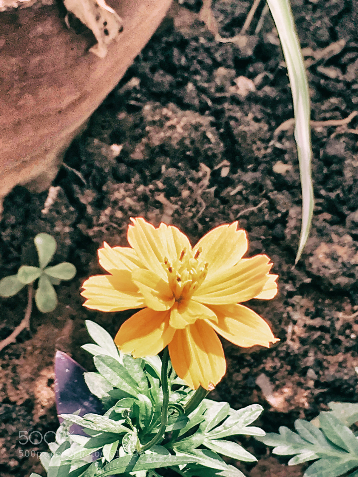 Apple iPhone SE sample photo. Blooming in the sun photography