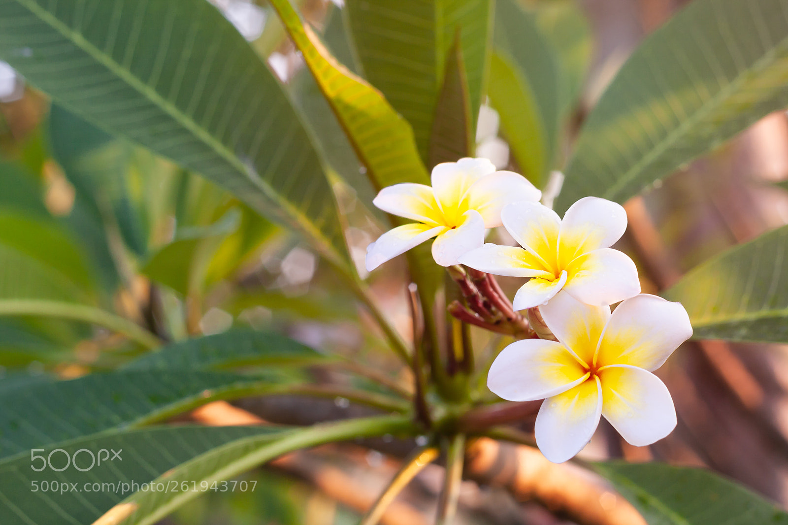 Canon EOS 40D sample photo. Plumeria flowers are white photography