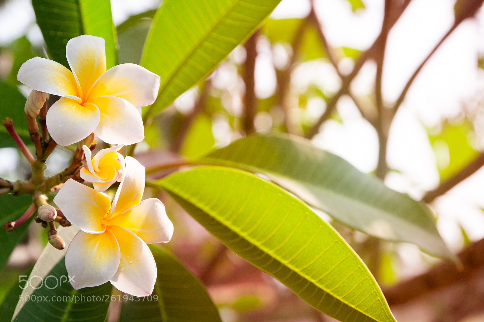 Canon EOS 40D sample photo. Plumeria flowers are white photography