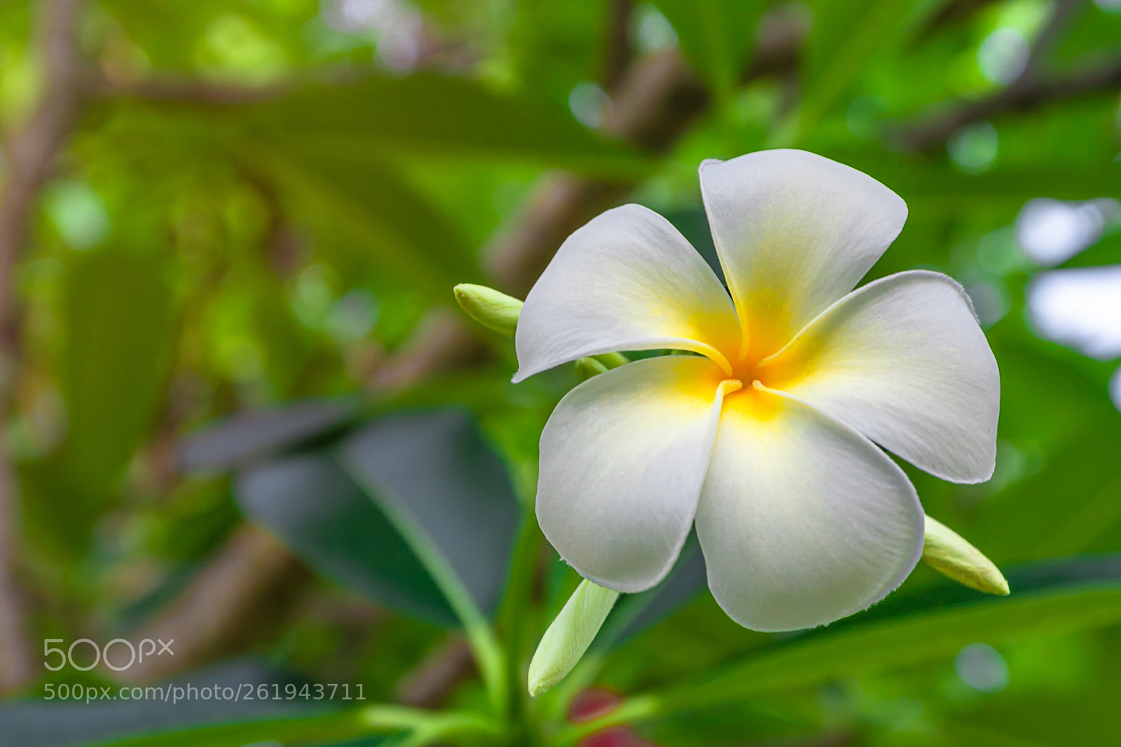 Canon EOS 40D sample photo. Plumeria flowers are white photography