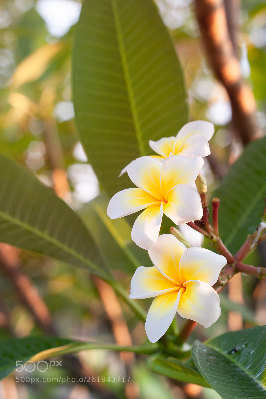 Canon EOS 40D sample photo. Plumeria flowers are white photography