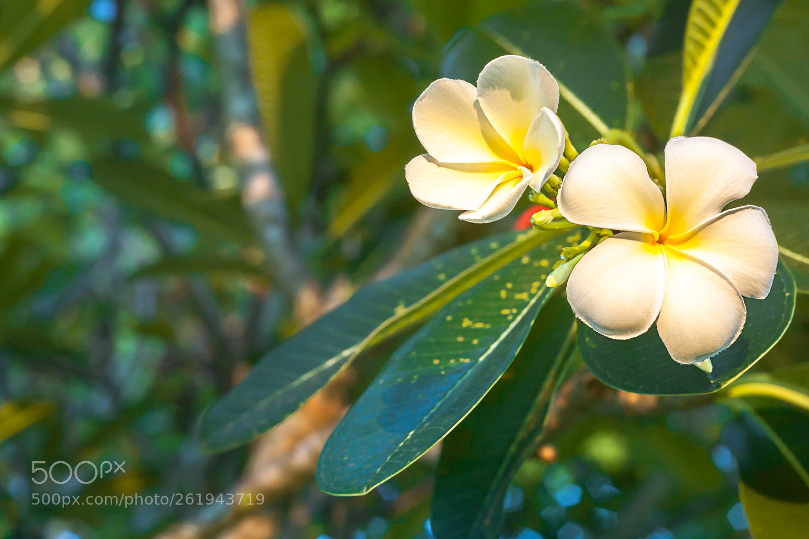 Canon EOS 40D sample photo. Plumeria flowers are white photography