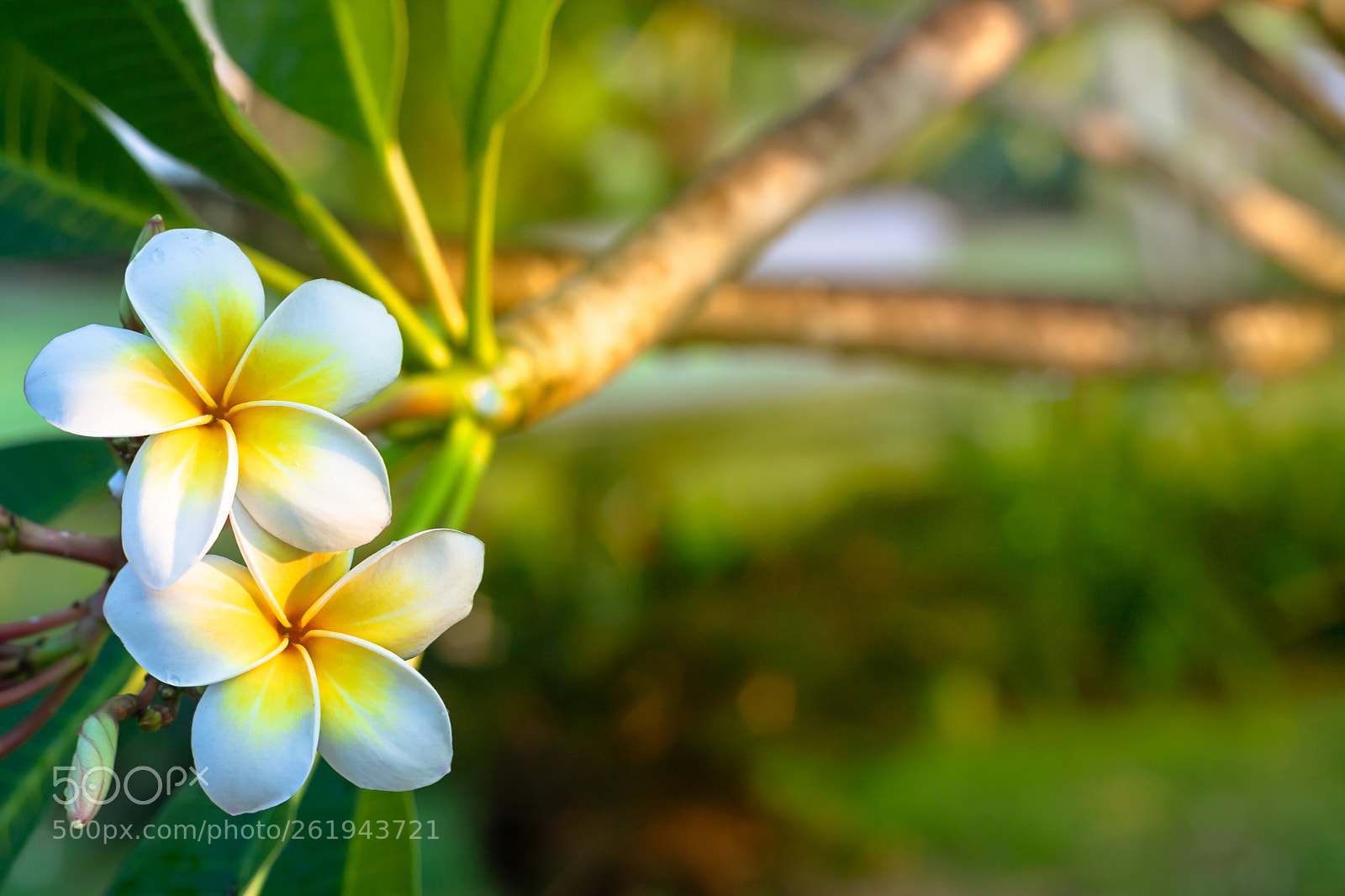 Canon EOS 40D sample photo. Plumeria flowers are white photography