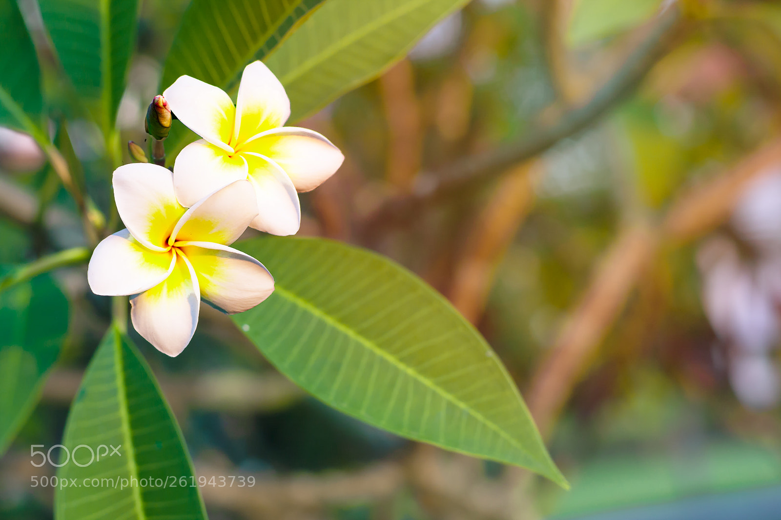 Canon EOS 40D sample photo. Plumeria flowers are white photography