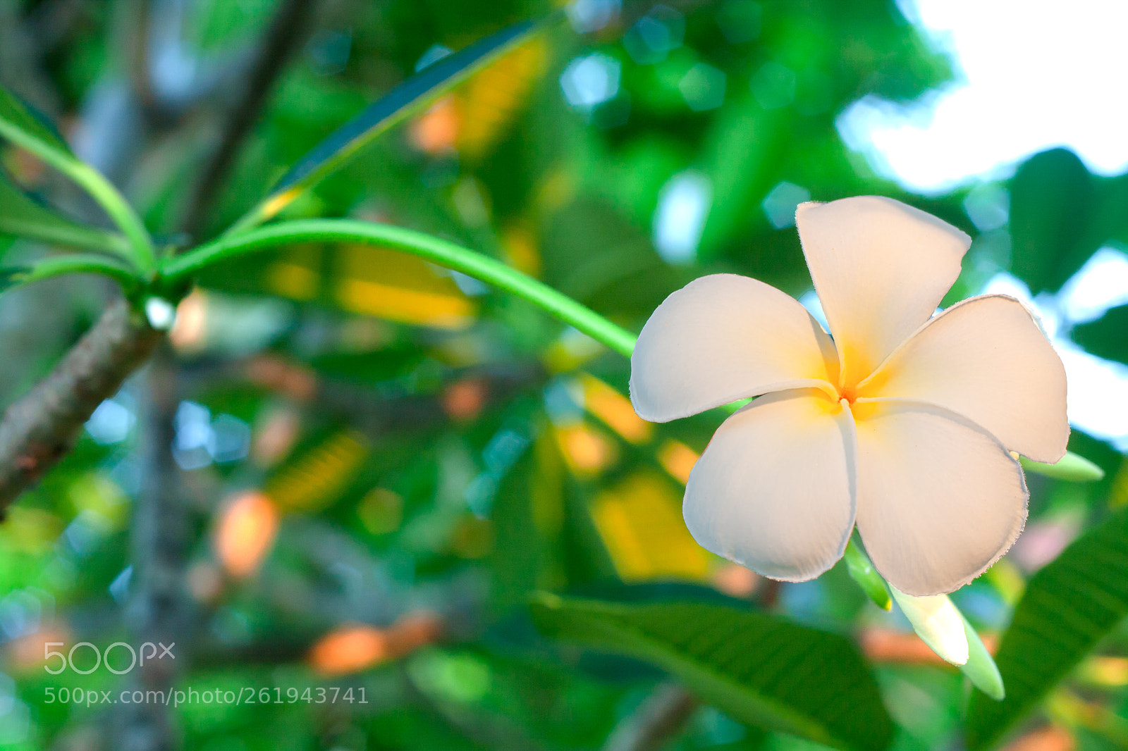Canon EOS 40D sample photo. Plumeria flowers are white photography