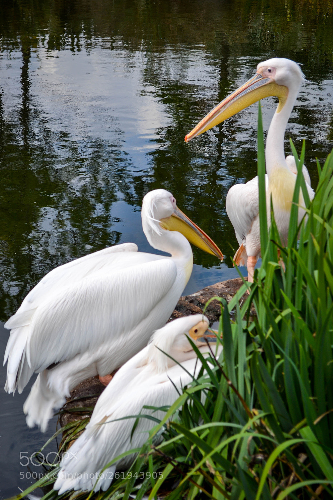 Nikon D3100 sample photo. Pelicans photography