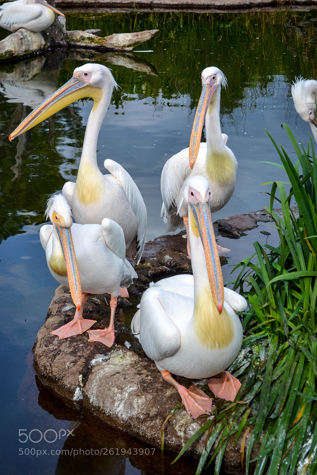 Nikon D3100 sample photo. Pelicans photography