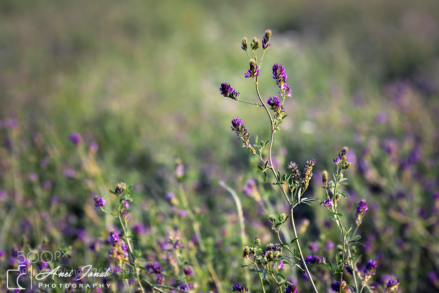 Nikon D7100 sample photo. Wild flowers photography